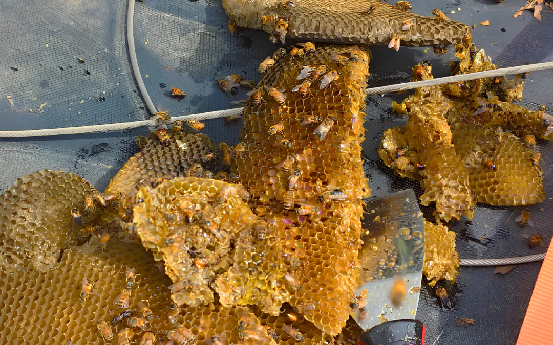 Honey and comb removed from a roof — Eli the Bee Guy