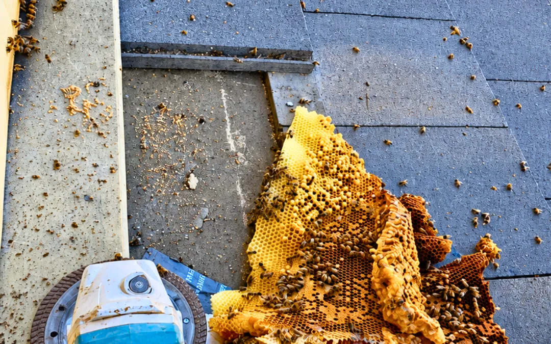Roof repair tools next to removed honeycomb in Fontana — Eli the Bee Guy