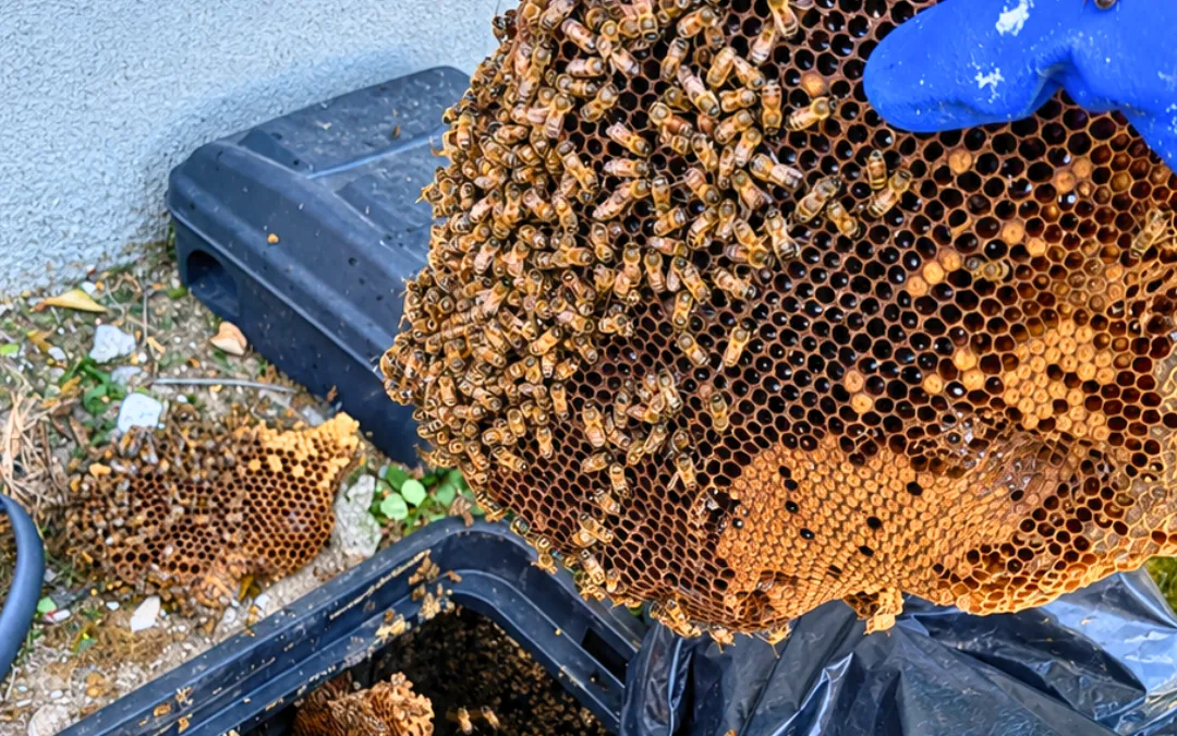 Comb placed into a bee box for relocation in Ontario — Eli the Bee Guy