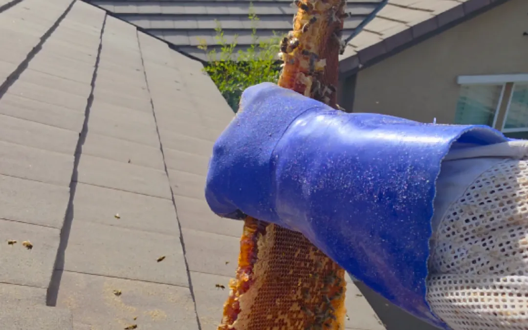 Honeycomb pulled from a tile roof in Rancho Cucamonga — Eli the Bee Guy