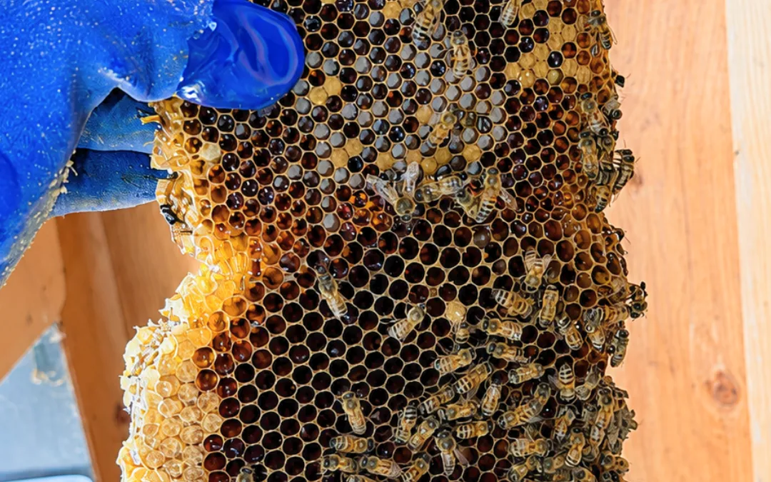 The Role of the Queen Bee in the Hive