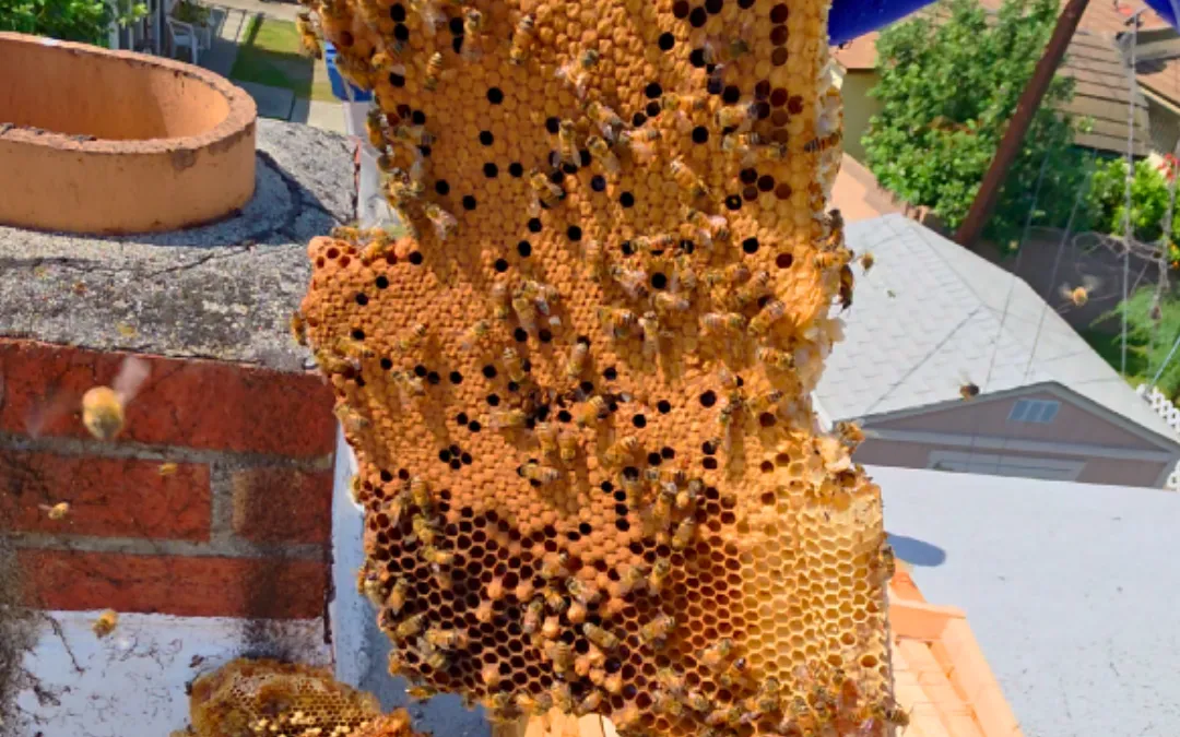 Brood comb held over a bee box in Norwalk — Eli the Bee Guy