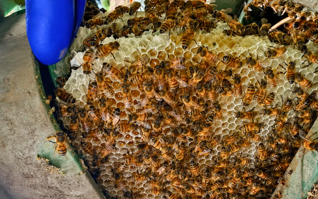 A hive built into a utility box in Rancho Cucamonga — Eli the Bee Guy