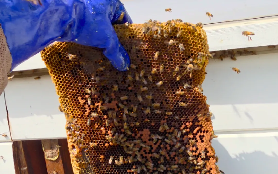 A brood comb with bees flying near a window in San Bernardino — Eli the Bee Guy