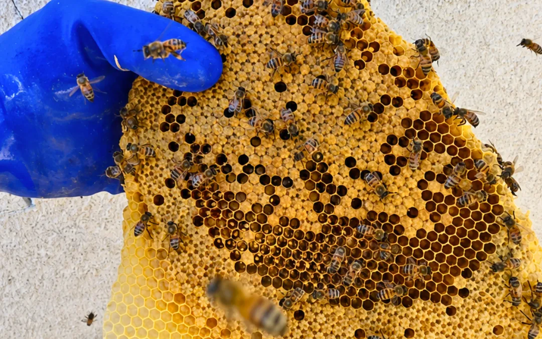 Honeycomb held up after a removal in Ontario — Eli the Bee Guy