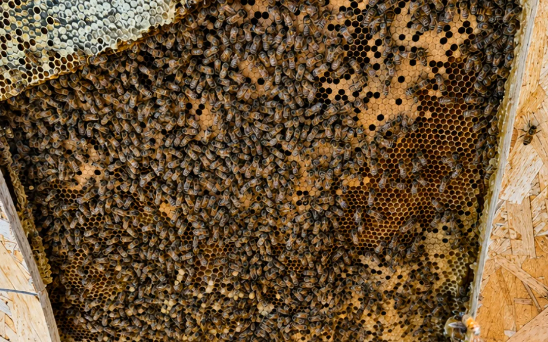 What Does a Bee Infestation Sound Like Inside Walls?