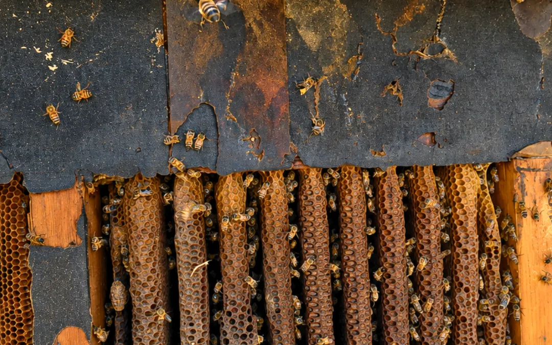 A hive running between wall studs in Victorville — Eli the Bee Guy