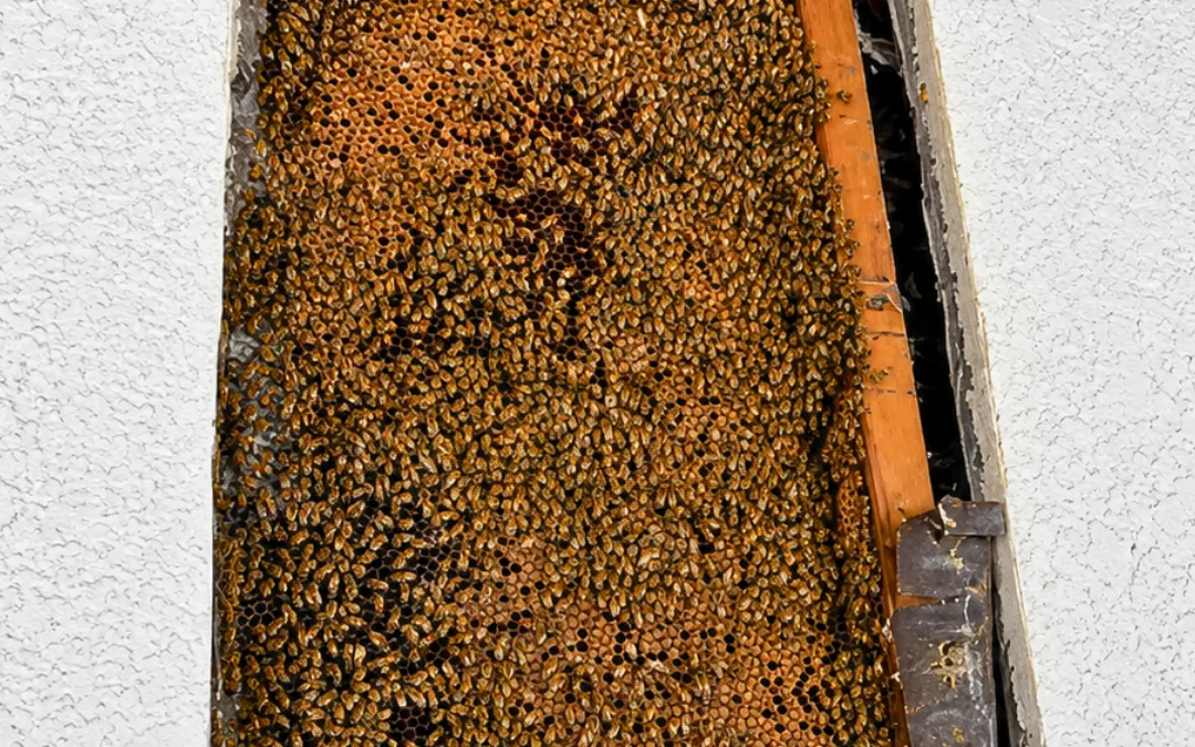 Bee Hive in Your Wall? Do This Next