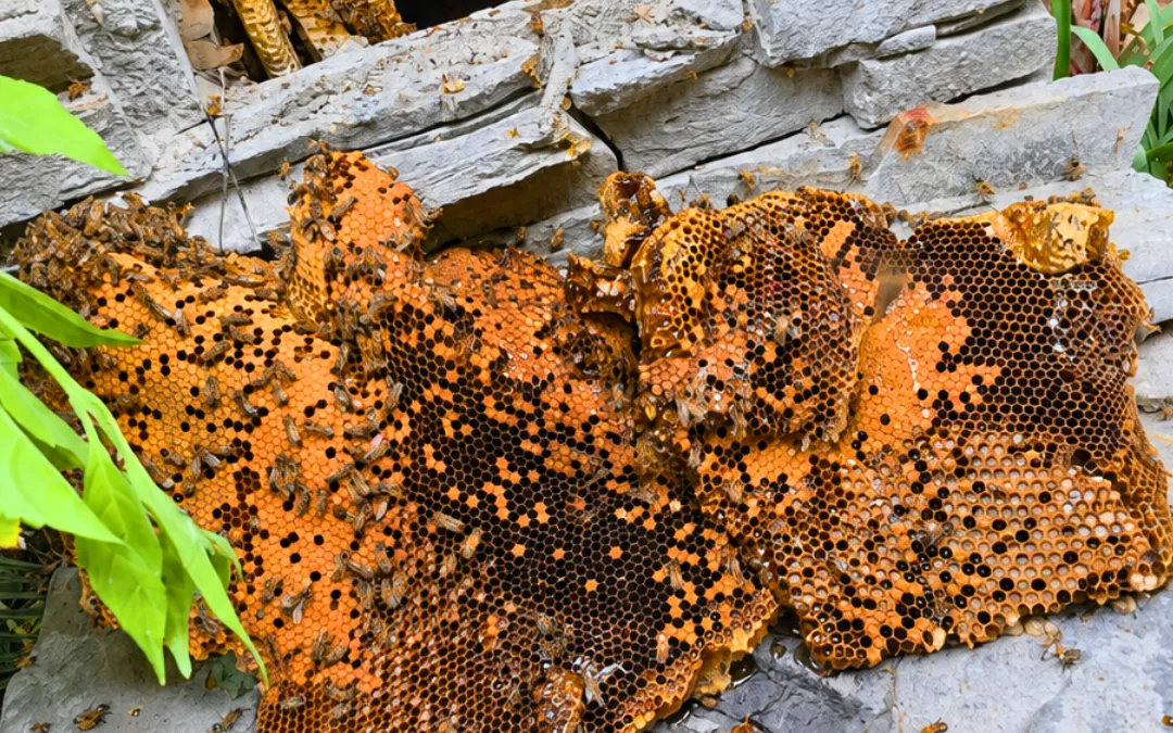 Can One Bee Hive Turn Into Multiple Colonies?