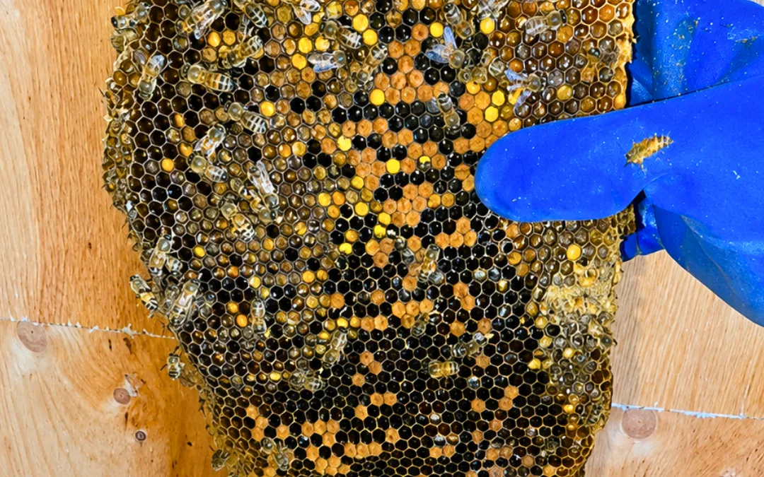A tall comb removed from a wood wall in La Verne — Eli the Bee Guy