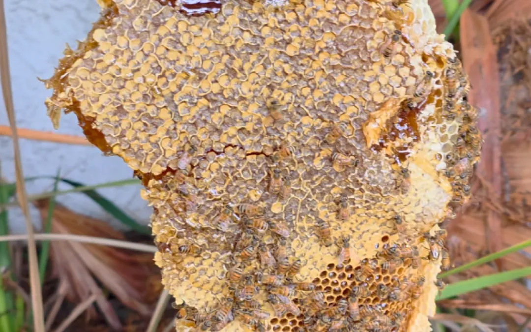 Honeycomb lifted out of an irrigation box in Rancho Cucamonga — Eli the Bee Guy