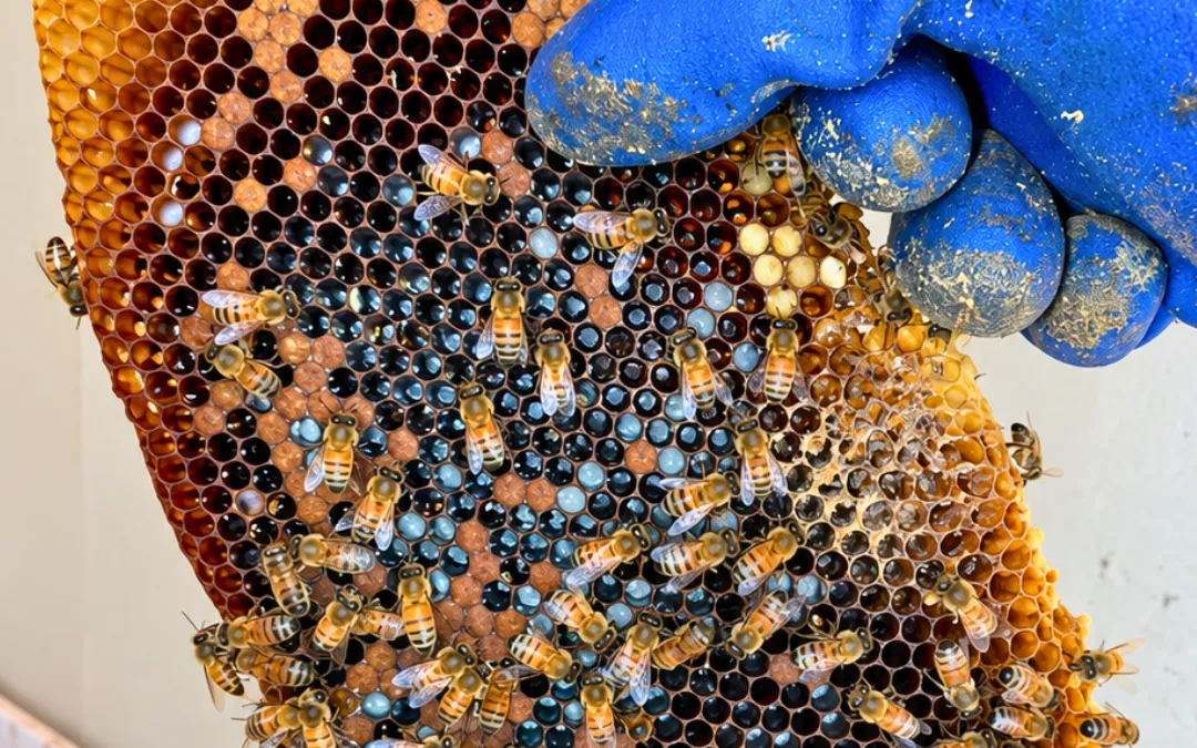 Bee Life Cycle: How Long From Egg to Adult Bee?