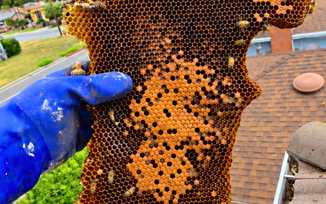 A sheet of honeycomb held up on a roof in Temple City — Eli the Bee Guy