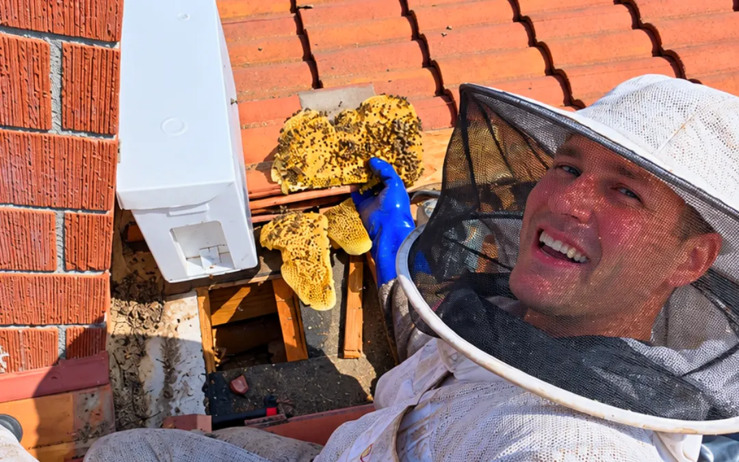 Eli on a tile roof with a hive in Walnut
