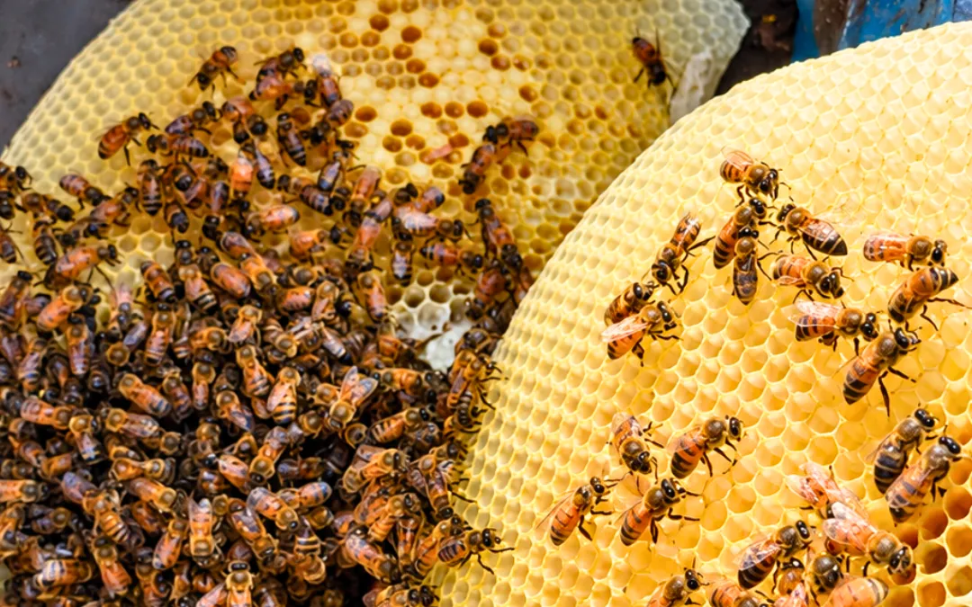 Bee Conservation Services in California: Threats and Solutions