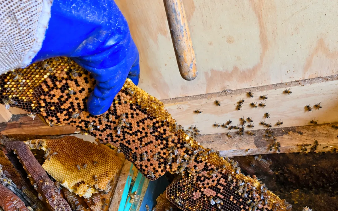 What does a worker Bee do in a Hive?