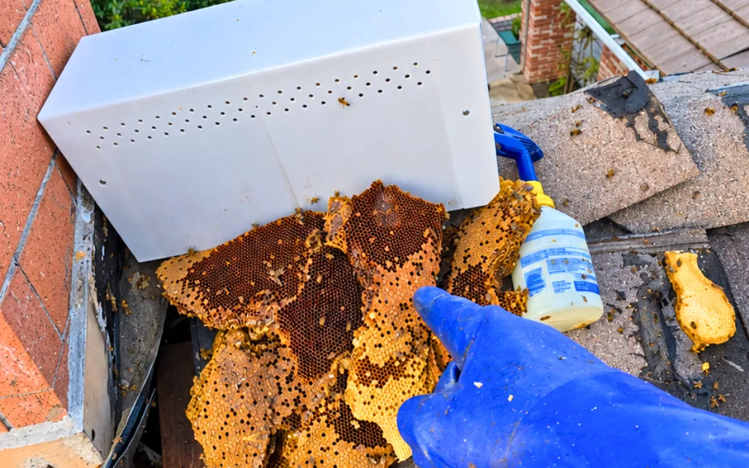 Removed comb ready for relocation in La Verne — Eli the Bee Guy