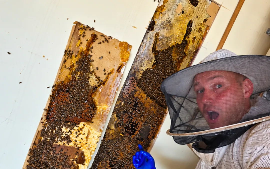 Bees at Your Hummingbird Feeder? Fix It Fast