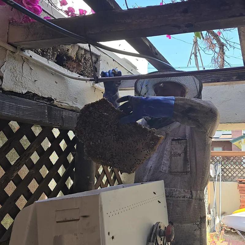 Eli the bee guy bee removal