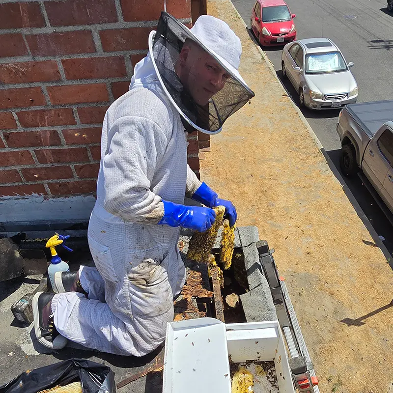 Eli the Bee Guy during a commercial bee removal