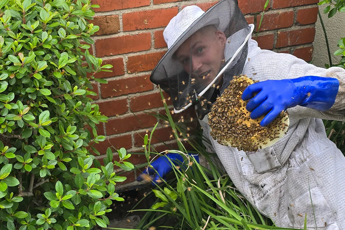 Eli the Bee Guy finding a bee colony under a house