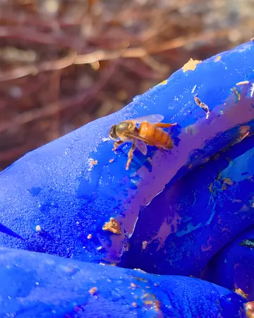 A honey bee on Eli's glove in Rancho Cucamonga, CA