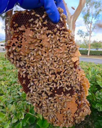 Bee-covered comb from a shopping center job in Rancho Cucamonga, CA