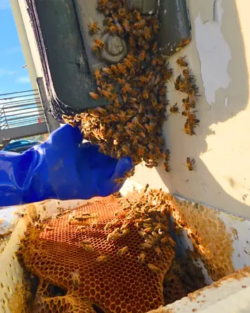Bees in a utility box on a wall in Ontario, CA