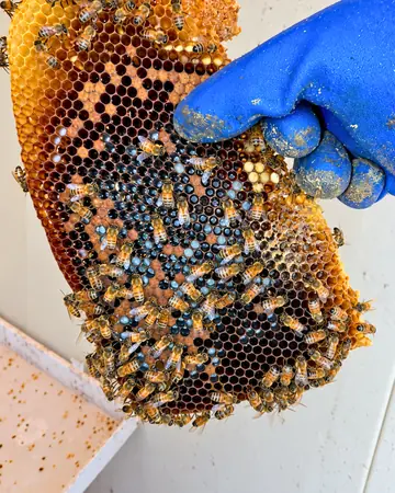 Brood comb up close in Southern California