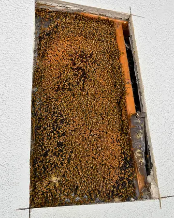 Clean wall cutout showing the hive in West Covina, CA