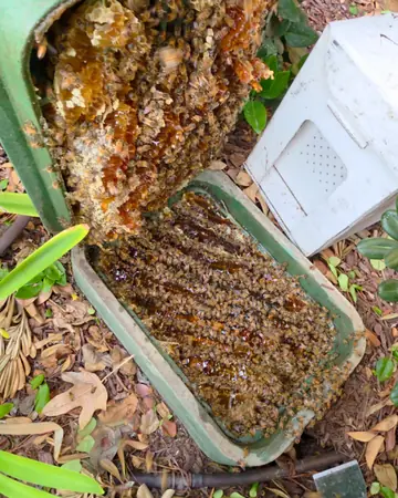 Colony inside a valve box in Rancho Cucamonga, CA