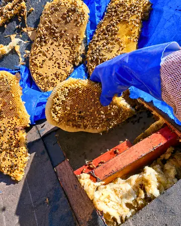 Comb and insulation from a wall in Chino Hills, CA