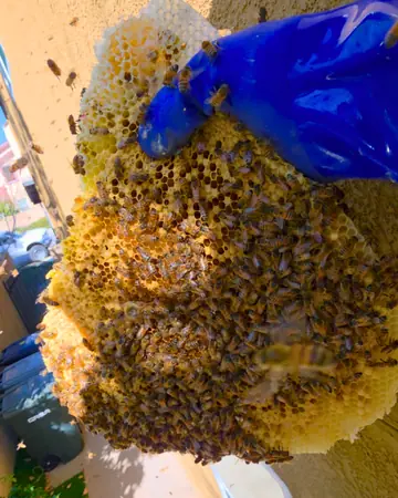 Comb covered in bees in Orange, CA