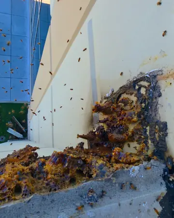 Comb exposed along a house wall in Ontario, CA