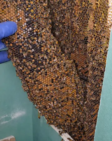 Comb filling an opened wall cavity in Claremont, CA
