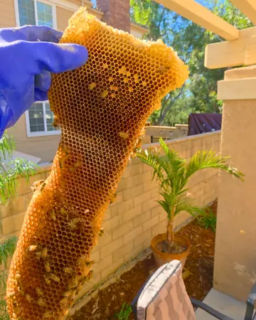 Comb from a backyard patio cover in Rancho Cucamonga, CA