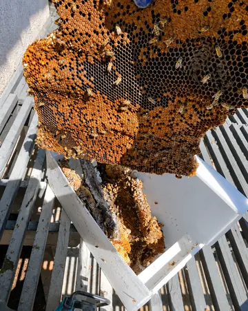 Comb from a backyard in Rancho Cucamonga, CA