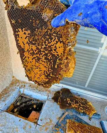 Comb from a box under a window in Ontario, CA