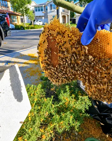 Comb from a curbside box in La Verne, CA