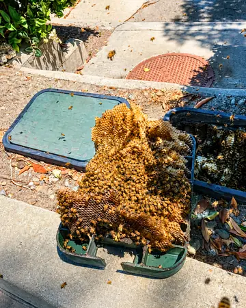 Comb from a curbside meter box in Chino Hills, CA