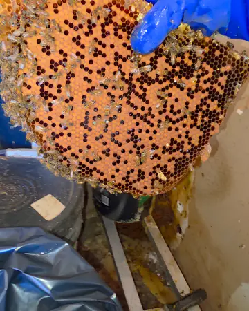 Comb from a hotel job in Ontario, CA