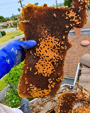 Comb from a roof in Temple City, CA