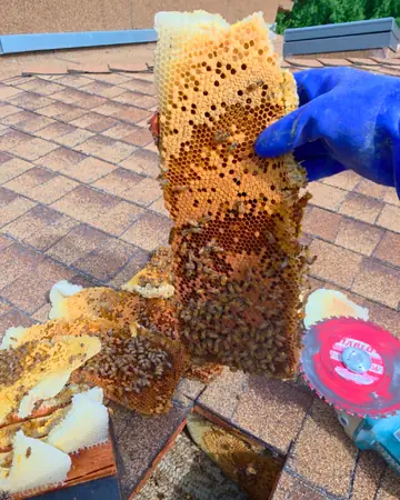 Comb from a shingle roof in Covina, CA