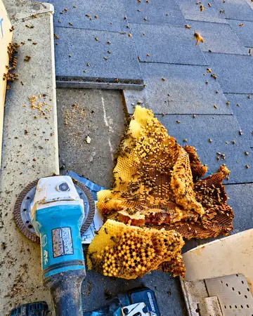 Comb from a shingle roof in Fontana, CA