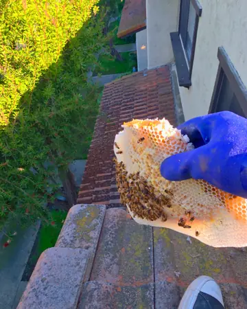 Comb from a tile roof in Southern California