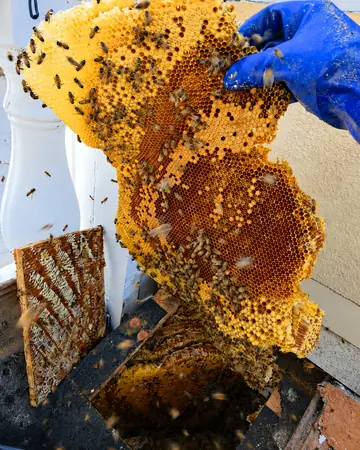Comb from a wall cavity in Rancho Cucamonga, CA
