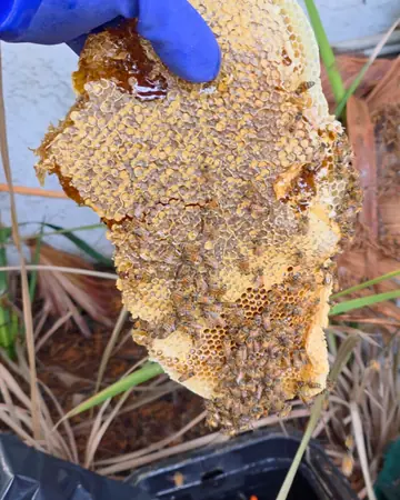 Comb from a water meter box in Rancho Cucamonga, CA