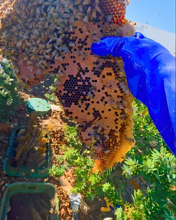 Comb from a winery job in Rancho Cucamonga, CA