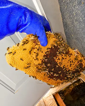 Comb from an eave in Fontana, CA