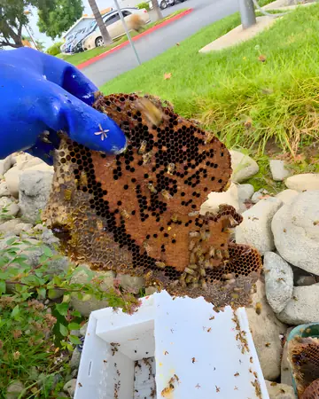 Comb from an irrigation box in Southern California